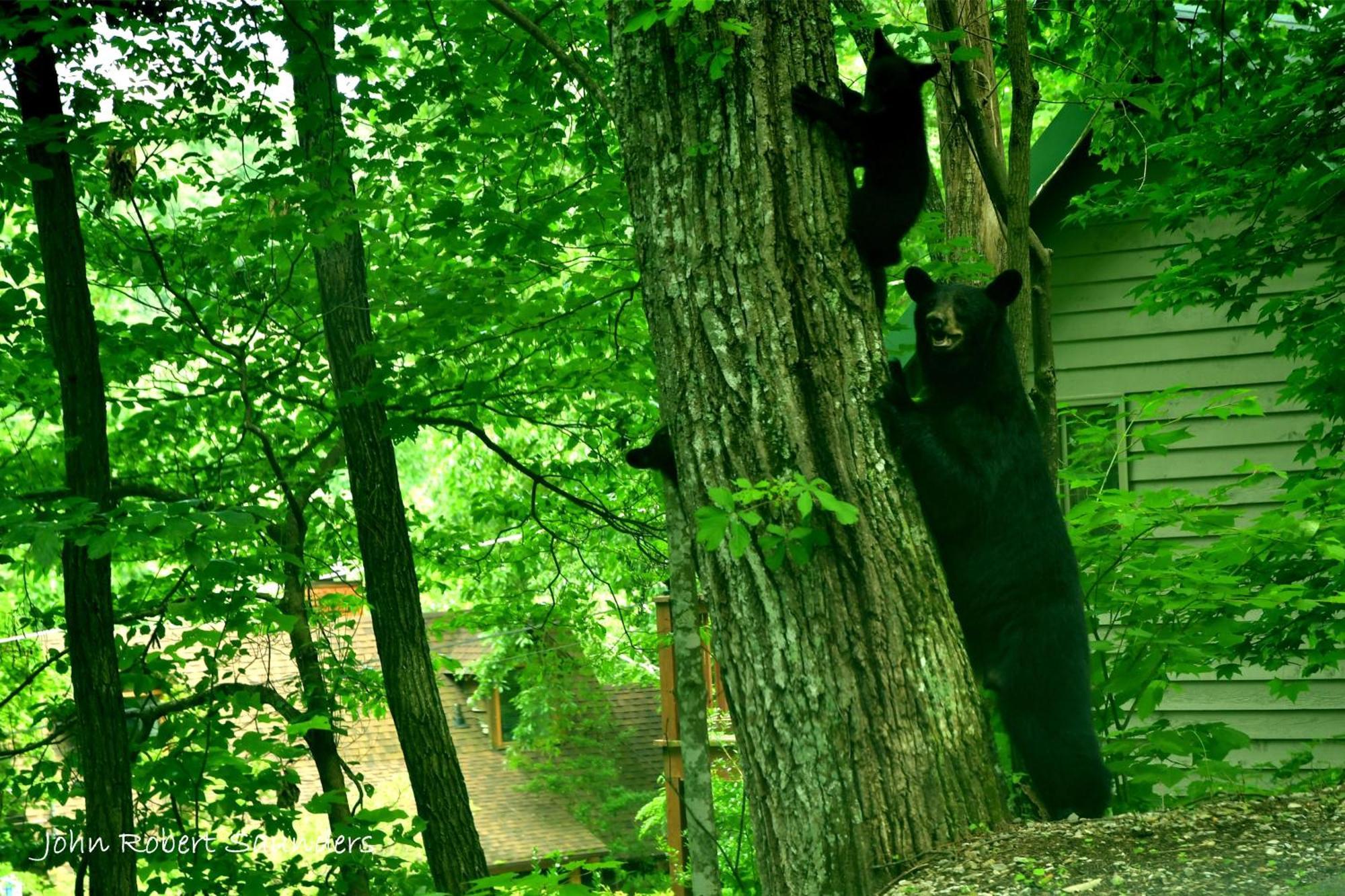 Wild Thing #1525 Vila Gatlinburg Exterior foto